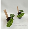 Monstera