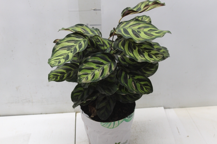 <h4>CALATHEA MAKOYAMA P17</h4>