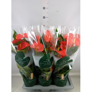 Anthurium andr. 'Florida'