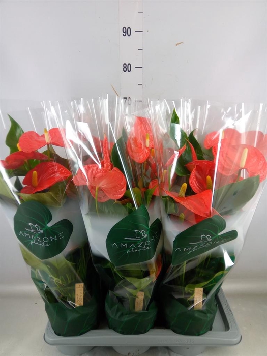 <h4>Anthurium andr. 'Florida'</h4>