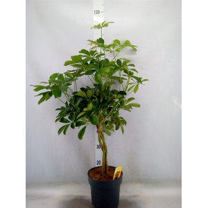 Schefflera arbor. 'Compacta'