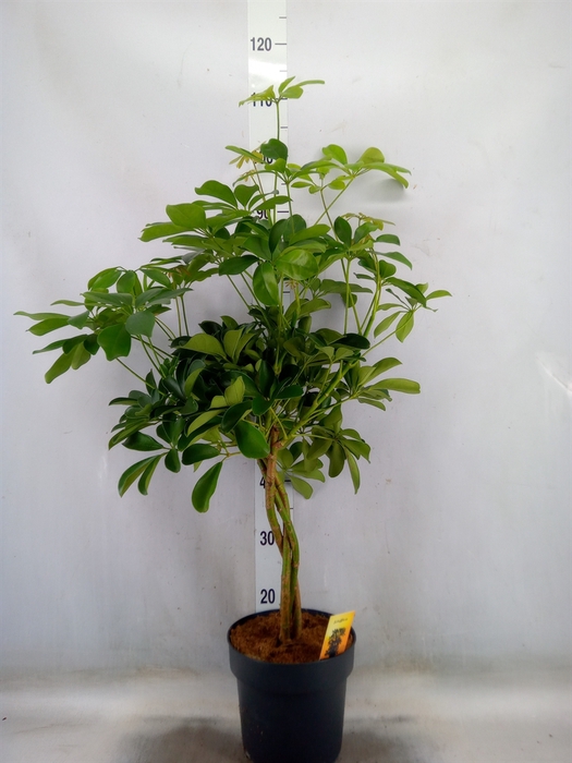 <h4>Schefflera arbor. 'Compacta'</h4>