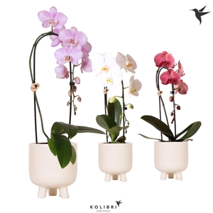 Kolibri Orchids Phalaenopsis Cascade Niagara Fall mix 1 spike in Gummy pot travertine