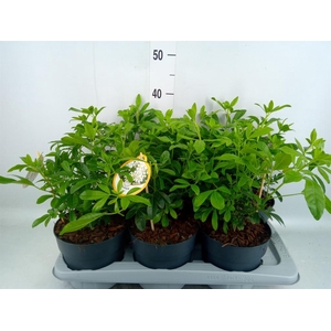 Choisya ternata