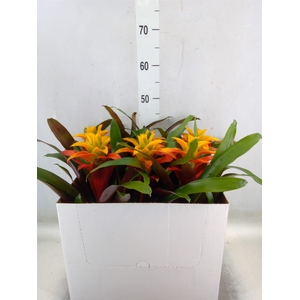 Guzmania  'Fiero Yellow'