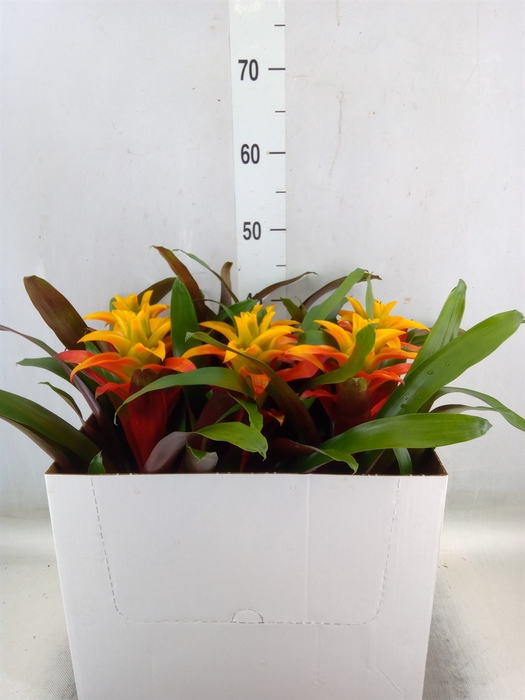<h4>Guzmania  'Fiero Yellow'</h4>