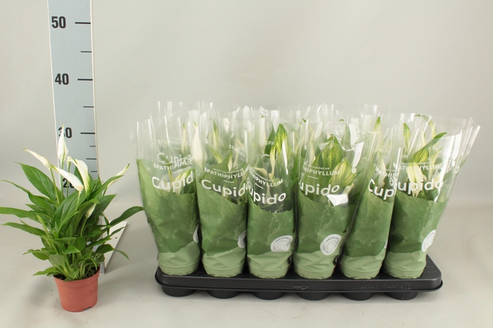 <h4>SPATH PEARL CUPIDO</h4>