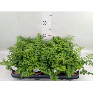 Asplenium  'Parvati'