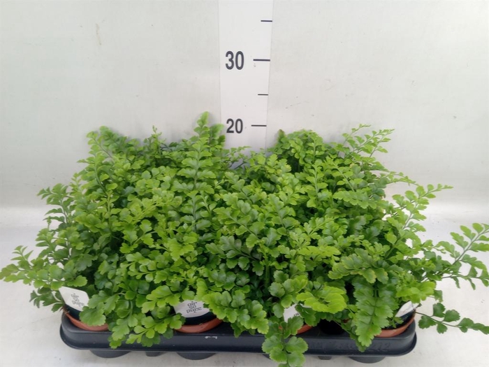 Asplenium  'Parvati'