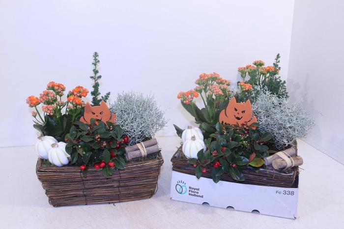 <h4>ARR TUINPLANTEN</h4>