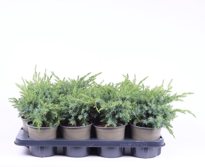 <h4>Juniperus squamata 'Blue Swede'</h4>