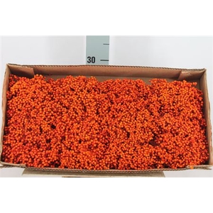 Schinus Pepperberry Tangerine