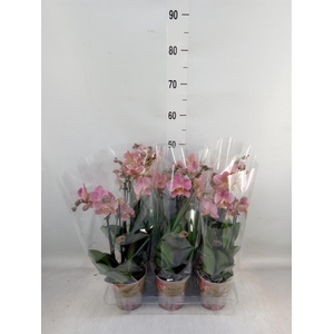 Phalaenopsis multi. 'Ant Treviso'