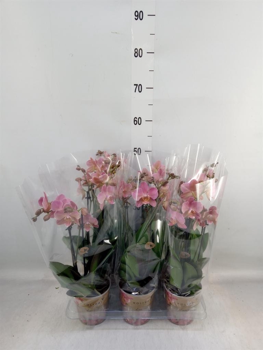 <h4>Phalaenopsis multi. 'Ant Treviso'</h4>