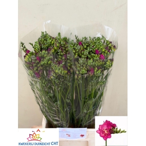 Freesia du Purple Rain