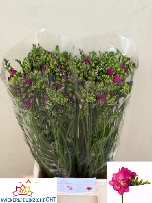 <h4>Freesia du Purple Rain</h4>