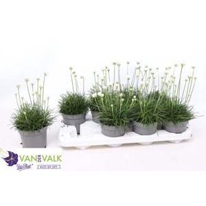 ARME MAR ARMAD WHITE