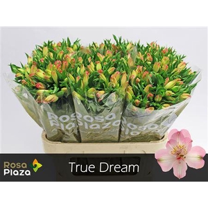 ALSTR TRUE DREAM