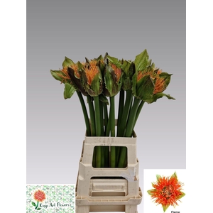 SCAD M FLAME