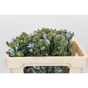 Oxypetalum Tweedia Blue