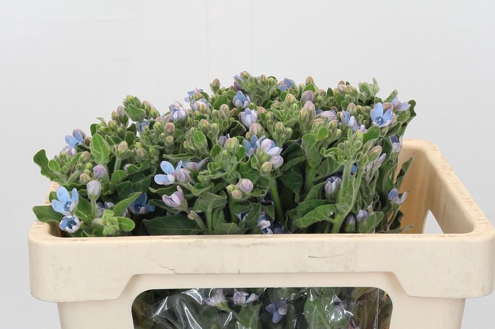 <h4>Oxypetalum Tweedia Blue</h4>