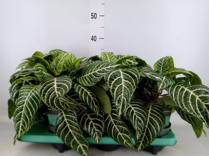 <h4>Aphelandra squar.</h4>