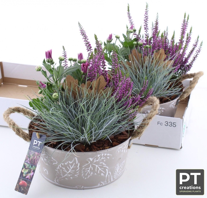 <h4>ARR TUINPLANTEN</h4>