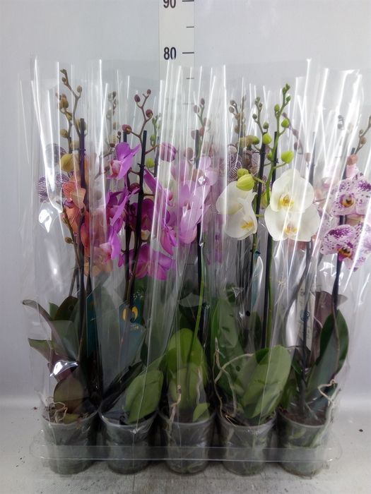 <h4>Phalaenopsis   ...mix  5</h4>