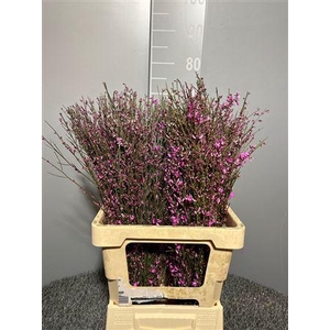 Genista Col Lila 200gr