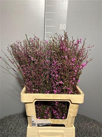 <h4>Genista Col Lila 200gr</h4>