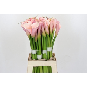 Zantedeschia Eydolls Pink