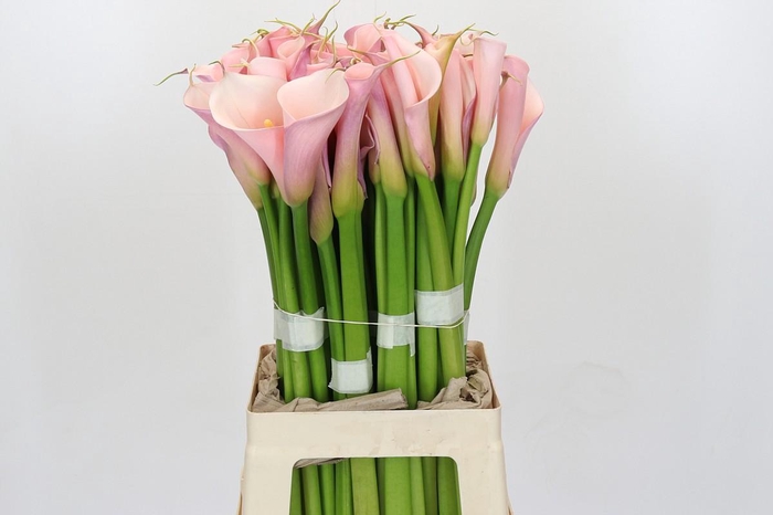 <h4>Zantedeschia Eydolls Pink</h4>