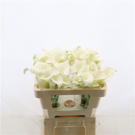 <h4>Calla Ventura</h4>