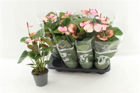 <h4>Anthu An Pr Am Elega 4-5+</h4>