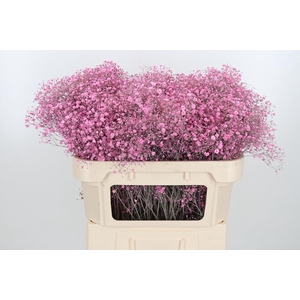 Gyps Kl Bh Roze