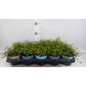 Muehlenbeckia com. 'Mao'ri'