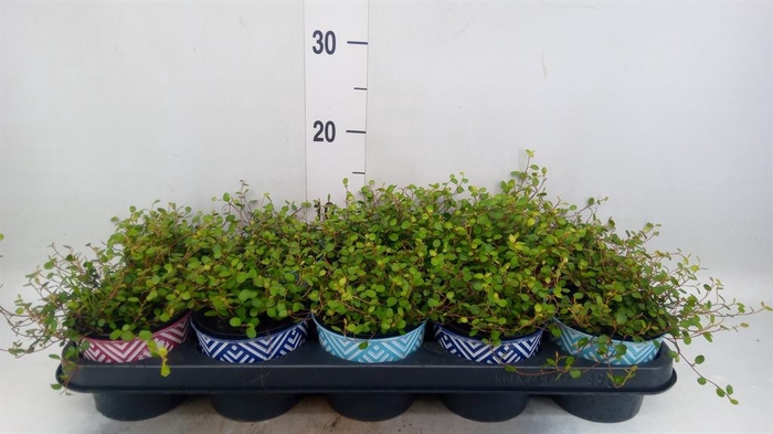 <h4>Muehlenbeckia com. 'Mao'ri'</h4>