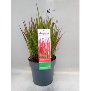 Imperata cylindrica 'Red Baron'