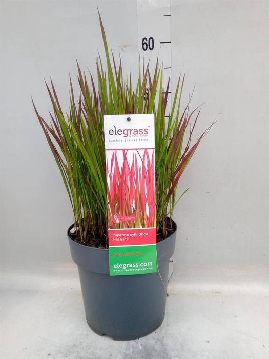<h4>Imperata cylindrica 'Red Baron'</h4>