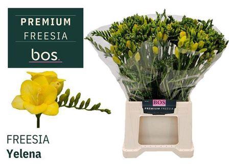 <h4>Fr En Yelena 30gr</h4>