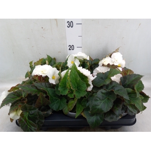 Begonia