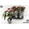 Anthu Fl Tranquillo 3-4+ P17