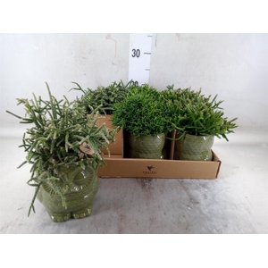 Rhipsalis   ...mix