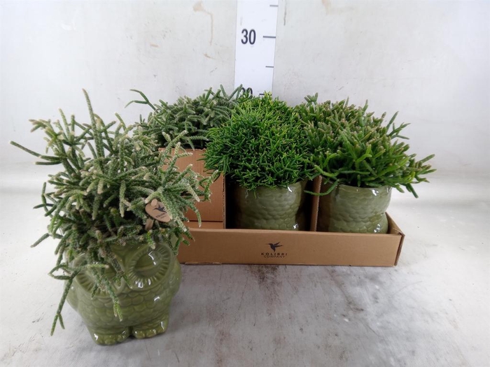 <h4>Rhipsalis ...mix</h4>