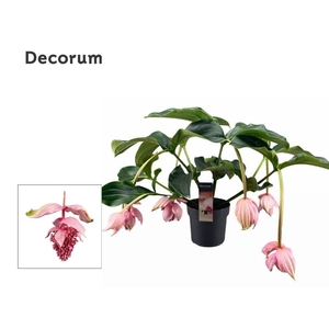 Medinilla Magnifica 2 etage 6 knop (Decorum)
