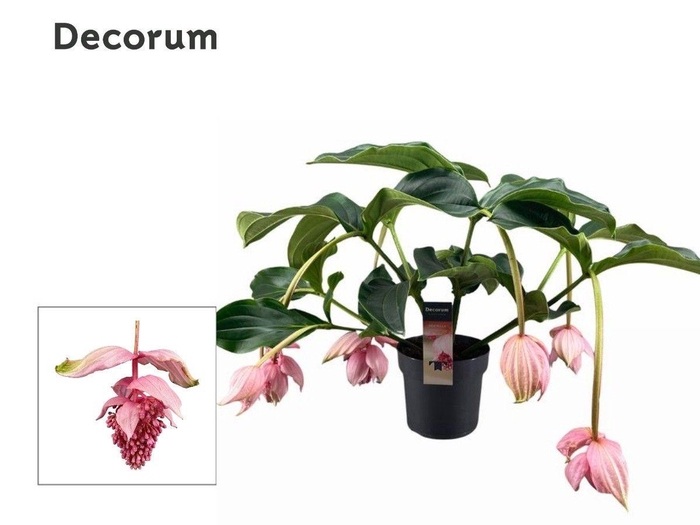 <h4>Medinilla Magnifica 2 etage 6 knop (Decorum)</h4>