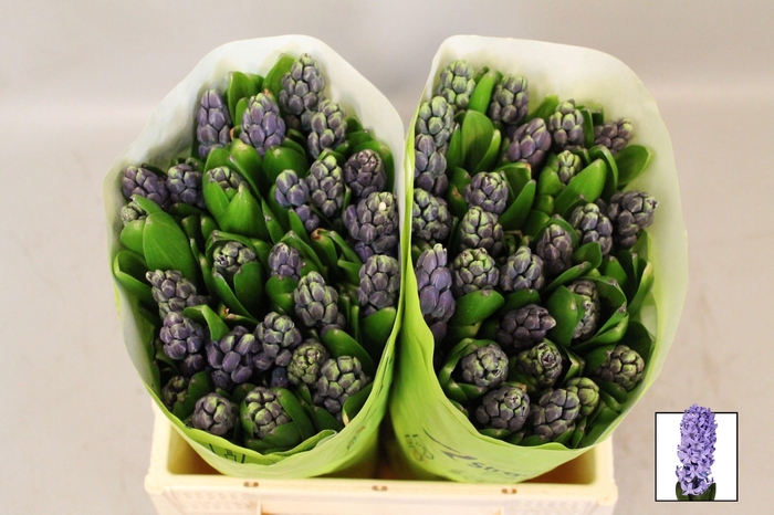 <h4>HYAC DELFT BLUE</h4>