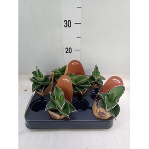 Sansevieria cyl.  ...