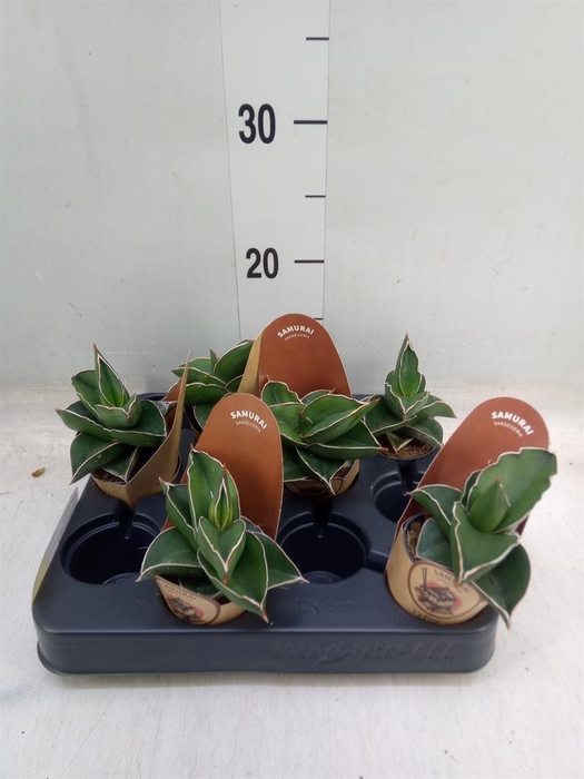 <h4>Sansevieria cyl.  ...</h4>