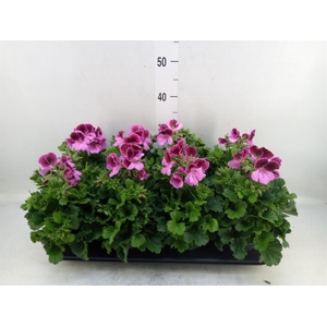Pelargonium gran.   ..